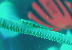 Bryaninops