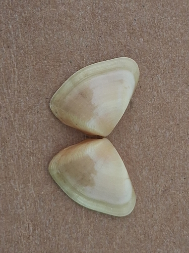 Latona sordida observed 2026-04-25