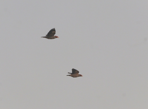 Bank Myna