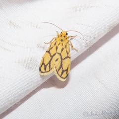 Miltochrista conjunctana