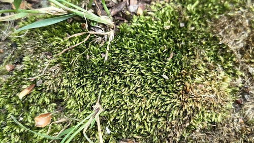 Plagiothecium cavifolium observed 2026-04-26