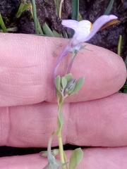 Linaria reflexa subsp. reflexa image