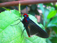 Pyrrhopygopsis socrates