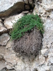 Thymus subarcticus