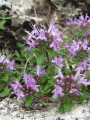 Thymus subarcticus