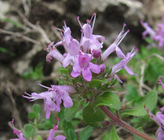 Thymus subarcticus