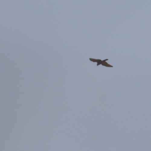 Shikra
