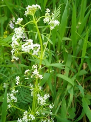 Galium pisiferum