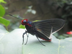 Pyrrhopygopsis socrates