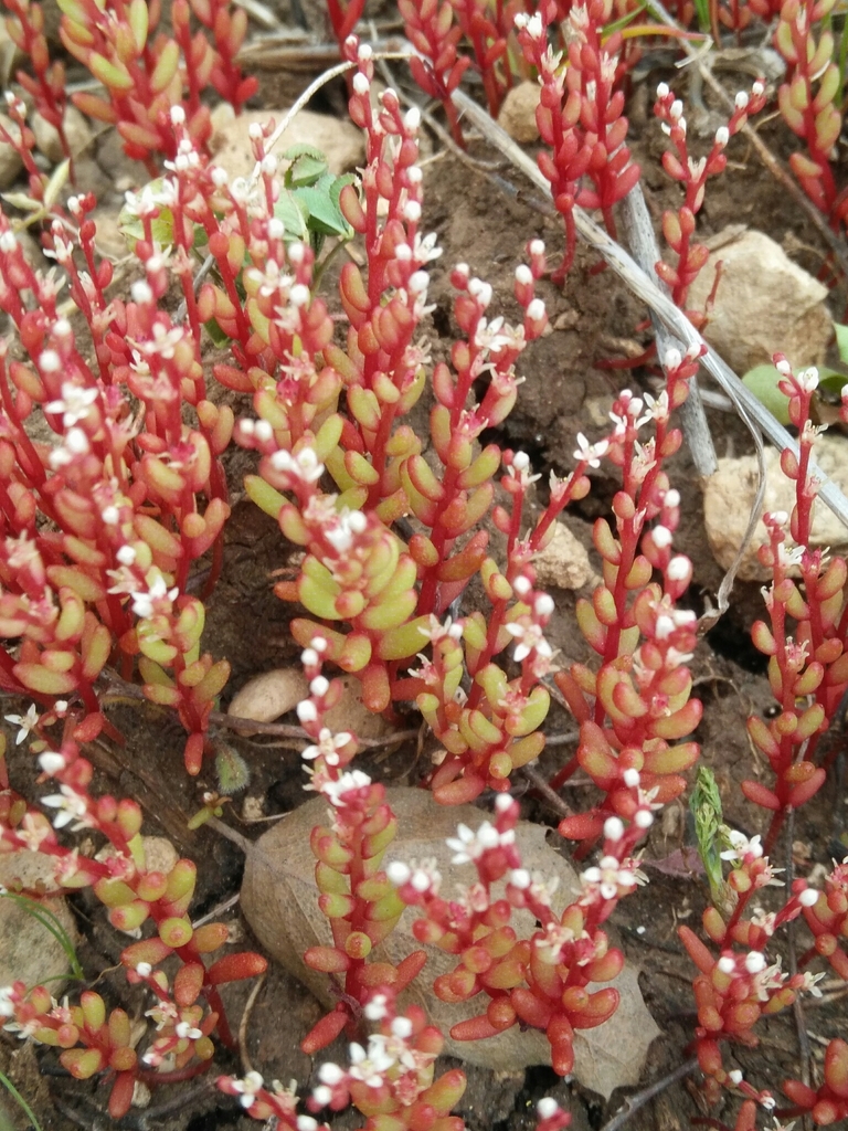 Small-Fruited Stonecrop