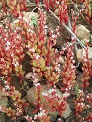 Sedum microcarpum