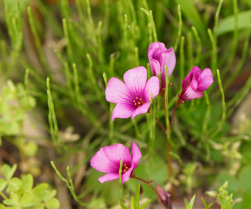 Oxalis brasiliensis iNat (3)