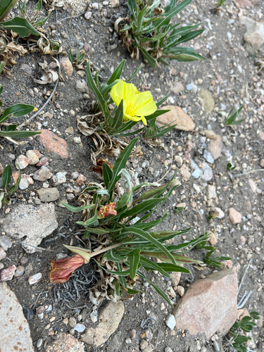 Oenothera howardii, photograph 5