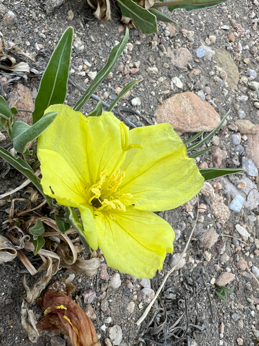 Oenothera howardii, photograph 4