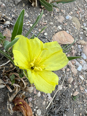 (c) Jared Shorma, some rights reserved (CC BY) Oenothera howardii, photograph (c) Jared Shorma, some rights reserved (CC BY)