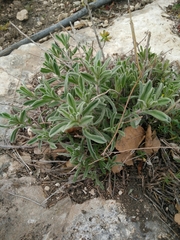 Chiliadenus iphionoides