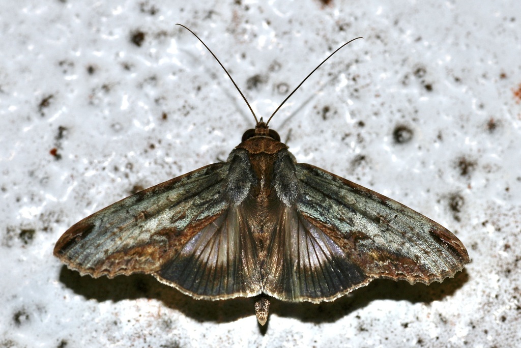 Moth