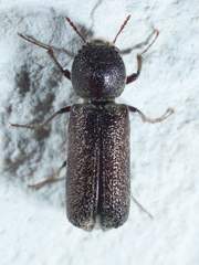 Amphicerus bicaudatus