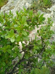 Rhamnus lycioides