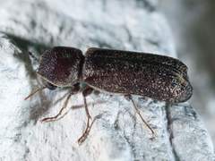 Amphicerus bicaudatus