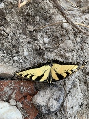 Papilio glaucus