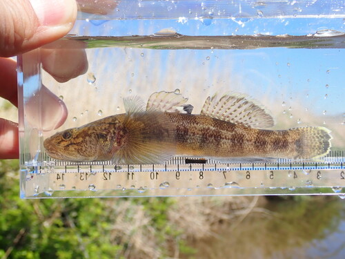 Floating goby (Gymnogobius urotaenia) — Gobiidae — 2