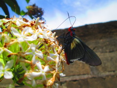 Pyrrhopygopsis socrates