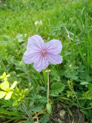 Erodium gruinum