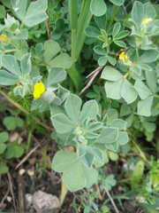 Lotus peregrinus
