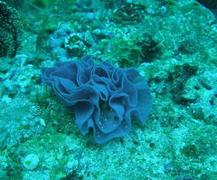 Hexabranchus sanguineus