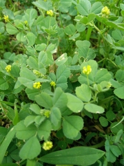 Medicago coronata