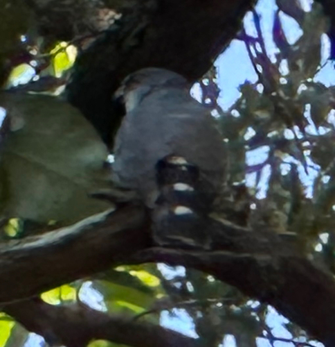 Little Sparrowhawk (Tachyspiza minulla), photo 9