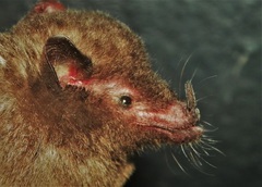 Hylonycteris underwoodi