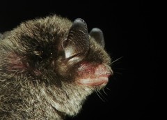 Myotis albescens