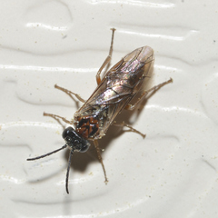 Periclista