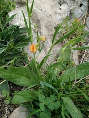 Lathyrus hierosolymitanus