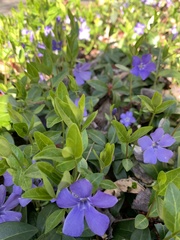 Vinca minor