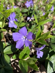 Vinca minor