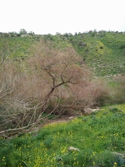 Salix acmophylla