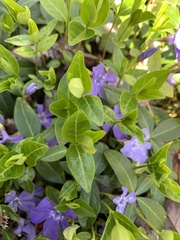 Vinca minor