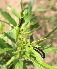 Trirhabda bacharidis