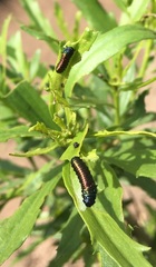 Trirhabda bacharidis