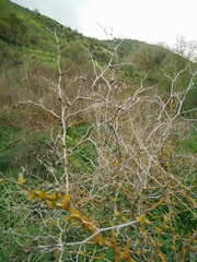 Ziziphus lotus