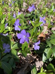 Vinca minor