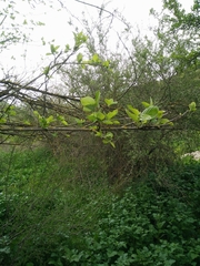 Styrax officinalis