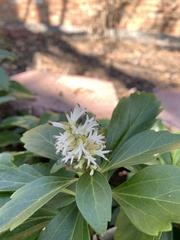Pachysandra terminalis
