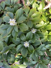 Pachysandra terminalis