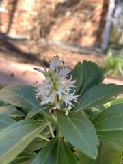 Pachysandra terminalis
