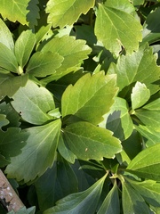 Pachysandra terminalis