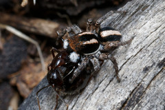 Aelurillus luctuosus